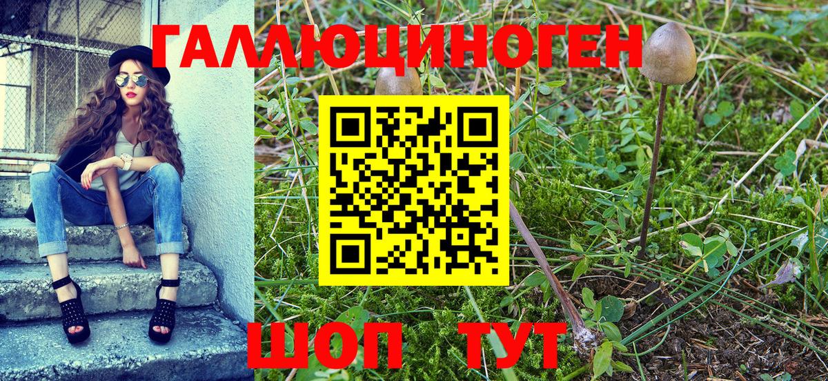 Псилоцибиновые грибы Psilocybine cubensis  Вход с VPN  Галлюциногенные грибы Psilocybine cubensis  Сорочинск 